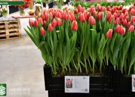 Tulipa Kelly (1)